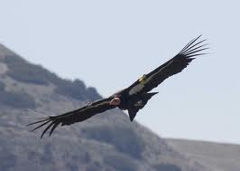 Californian Condor